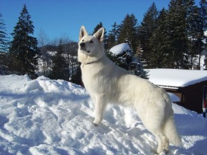 IMG_0061